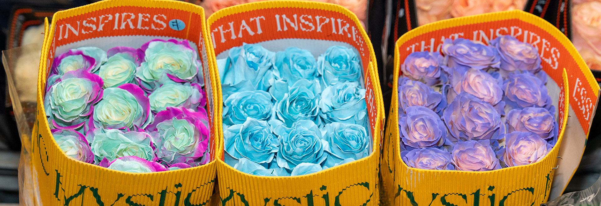 Cesti di fiori colorati